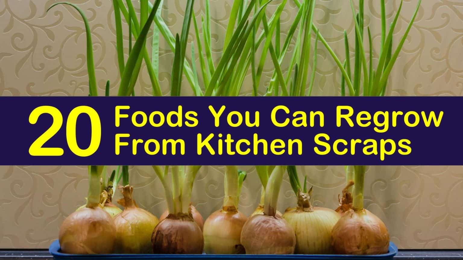20 Foods You Can Regrow From Kitchen Scraps 20-foods-you-can-regrow-from-kitchen-scraps